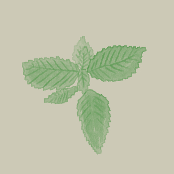 Hemp-Nettle